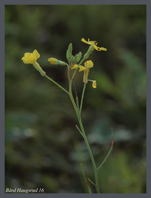 Svartehavskål Brassica elongata ssp. integrifolia